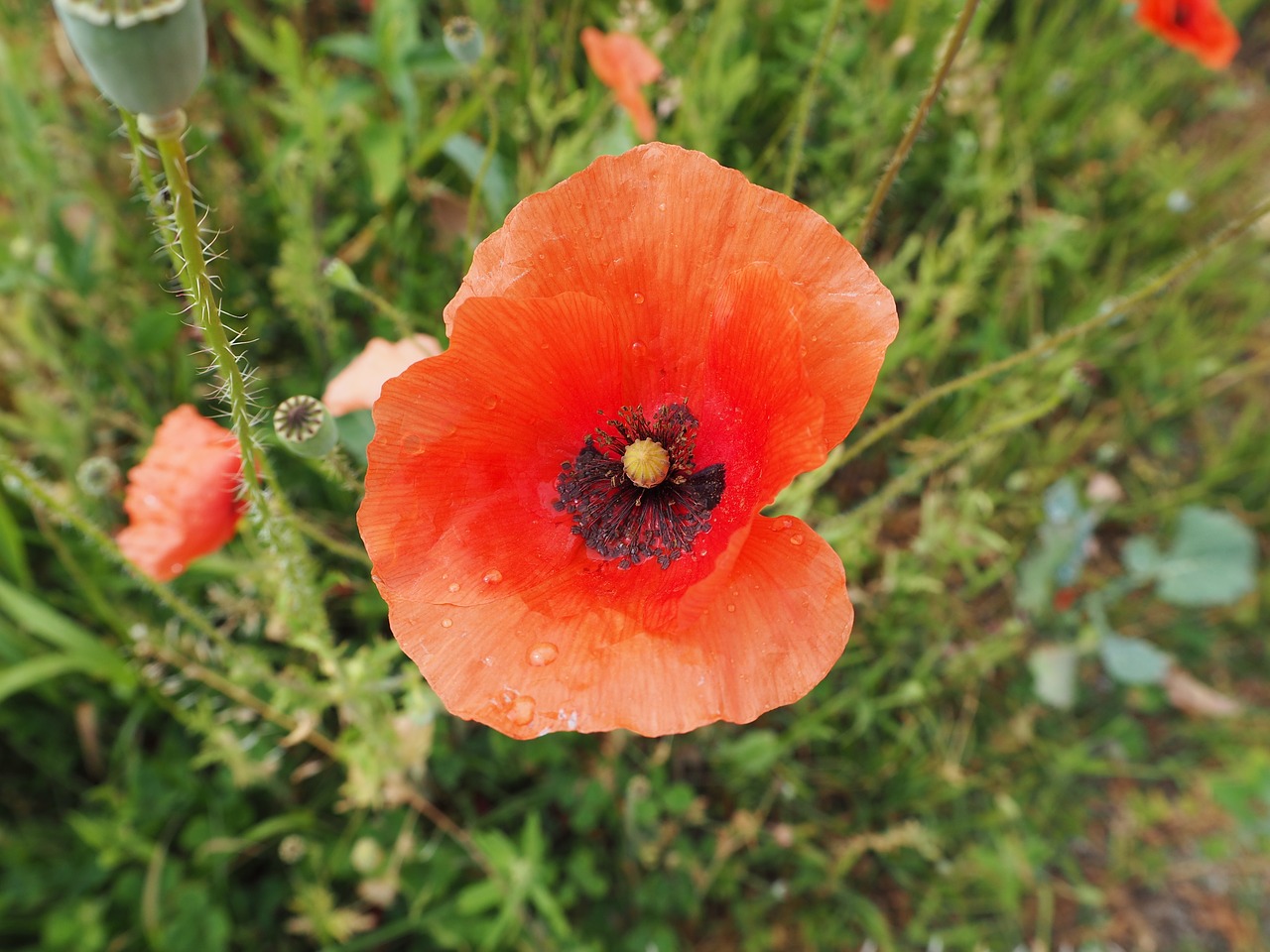 klatschmohn red blossom free photo