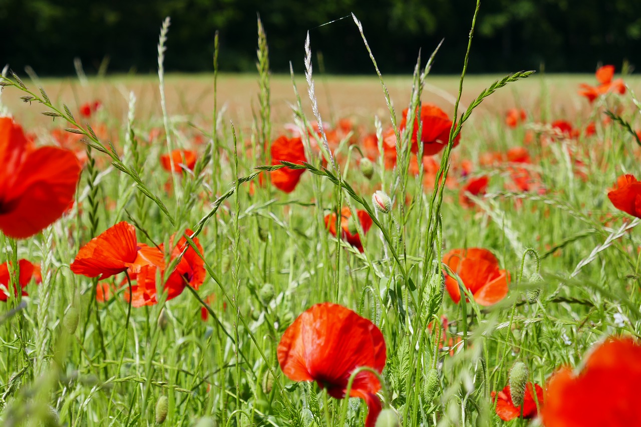 klatschmohn flowers red free photo