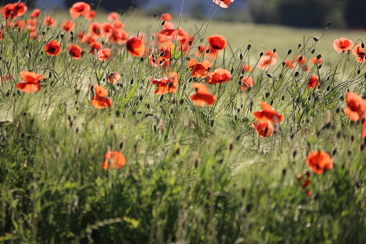 klatschmohn meadow poppy free photo