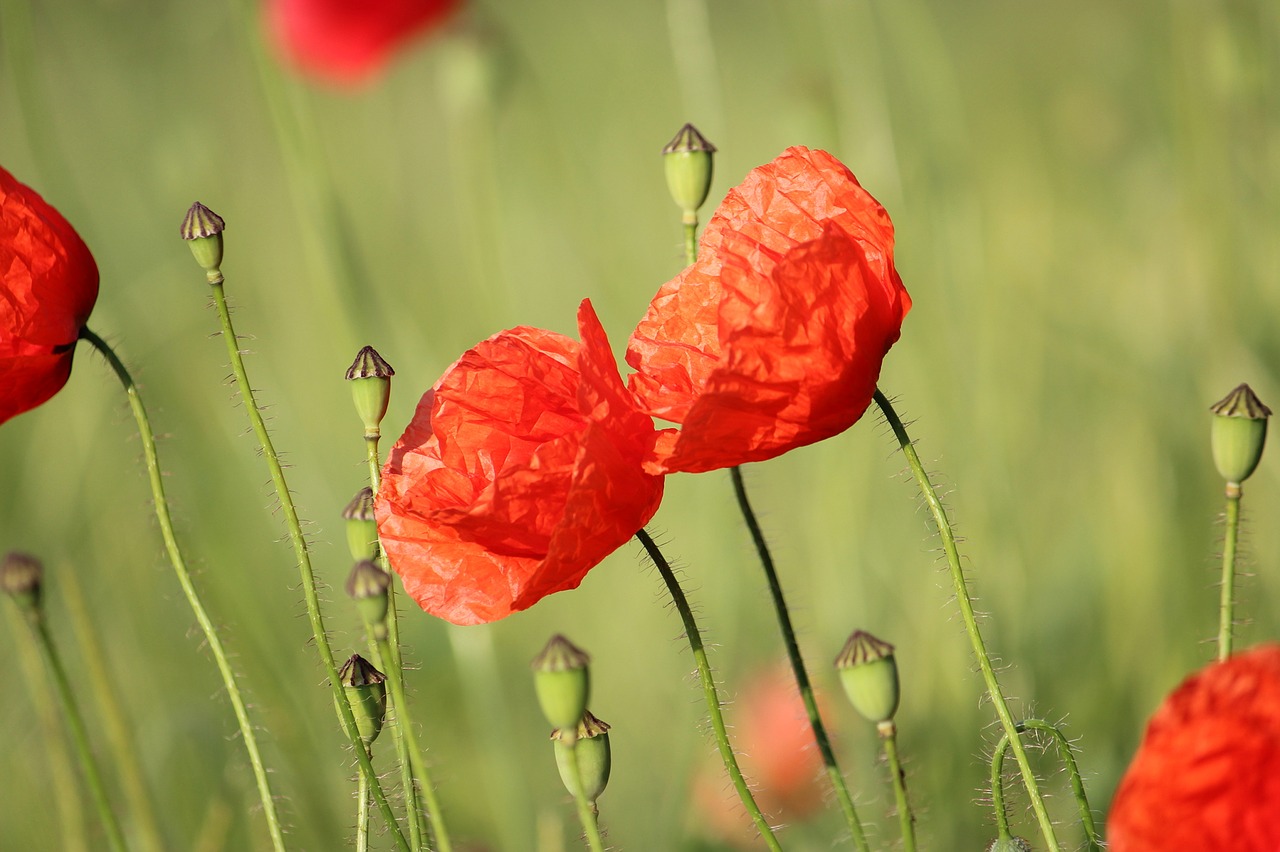 klatschmohn poppy flower free photo