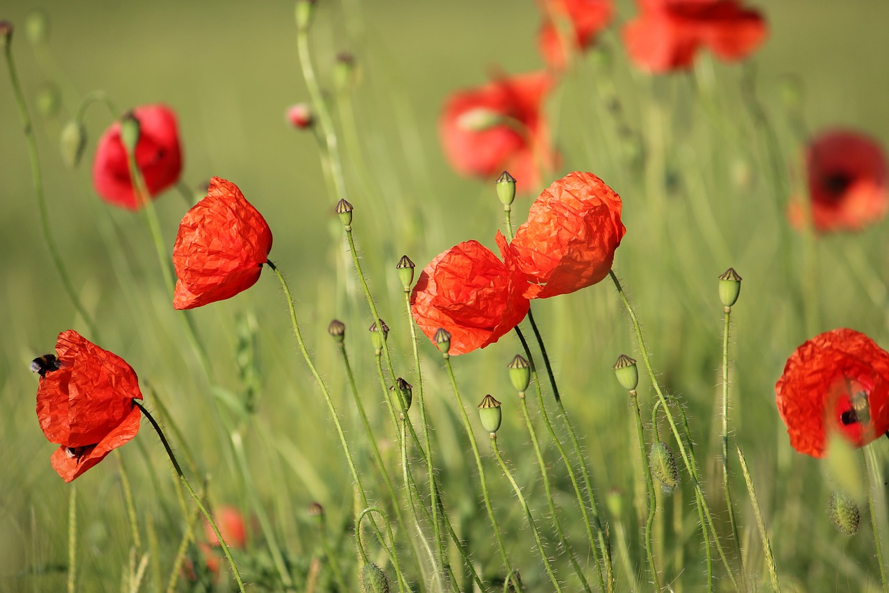 klatschmohn summer meadow poppy free photo