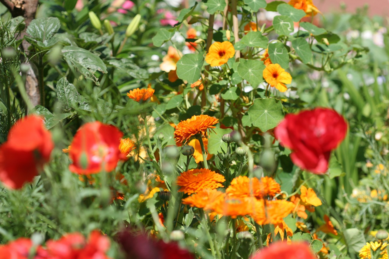 klatschmohn marigold thunbergia free photo