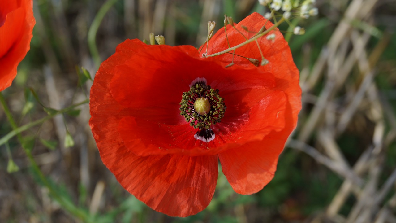 klatschmohn wild plant bloom in corn field free photo