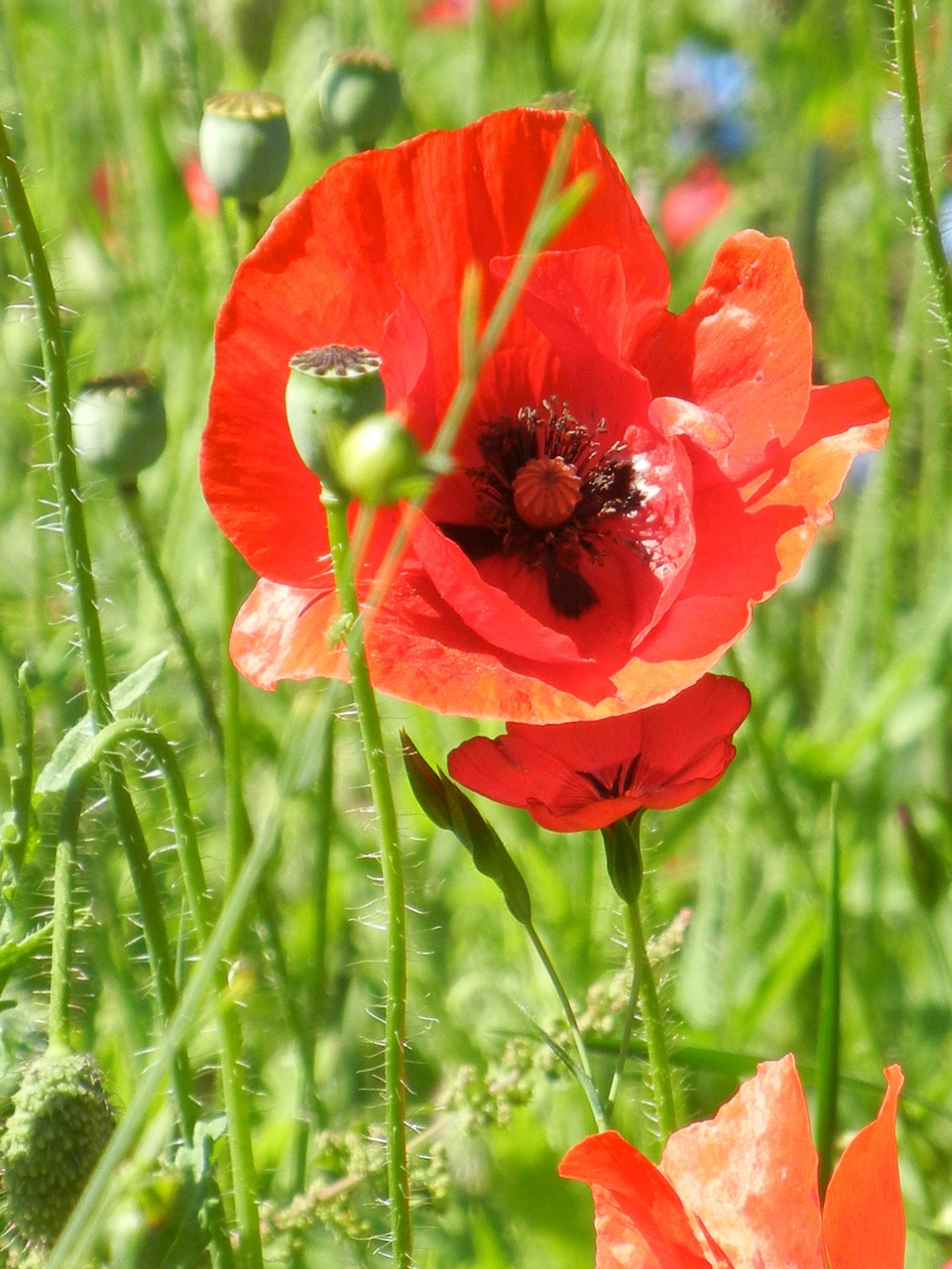 klatschmohn poppy flower free photo