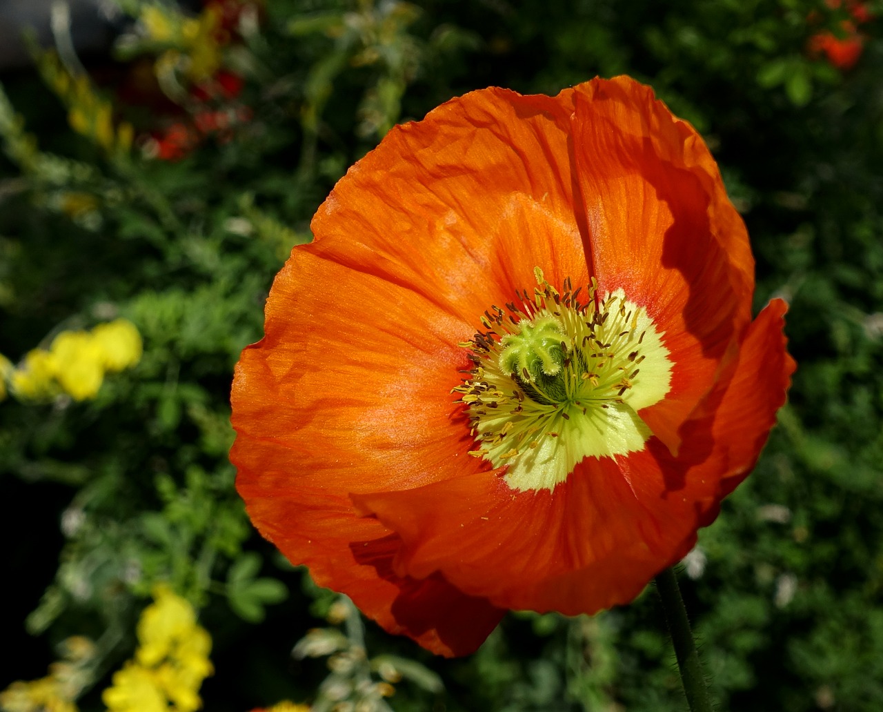 klatschmohn  flowers  poppy free photo