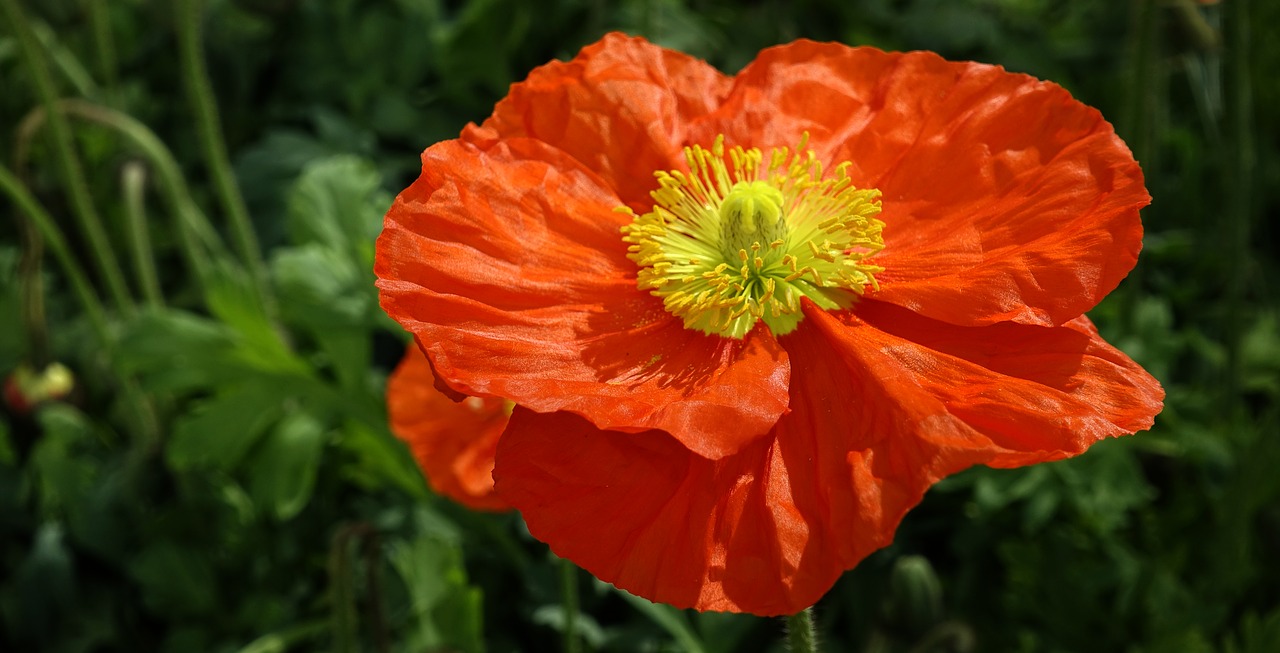 klatschmohn  flowers  poppy free photo