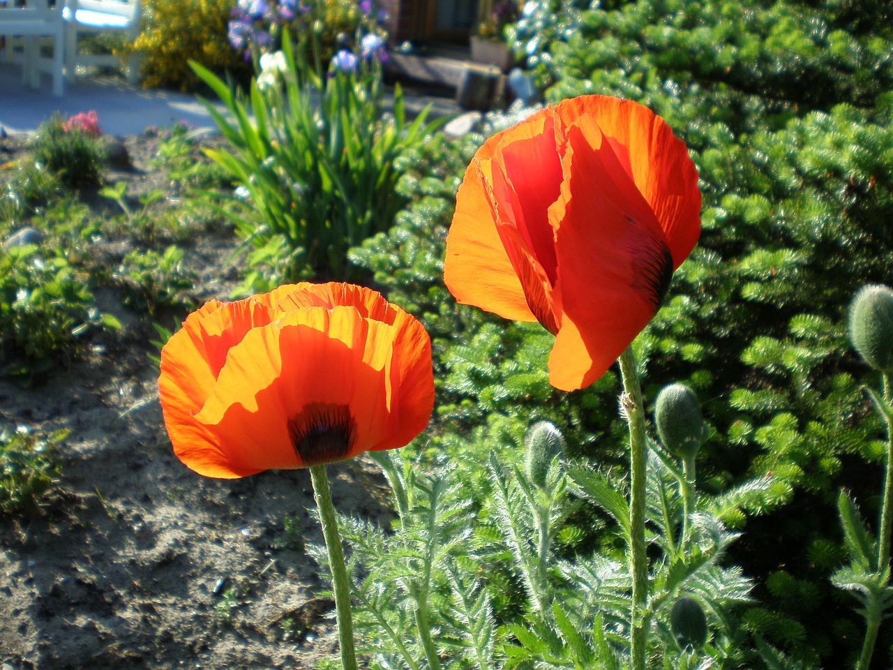 klatschmohn poppy red free photo