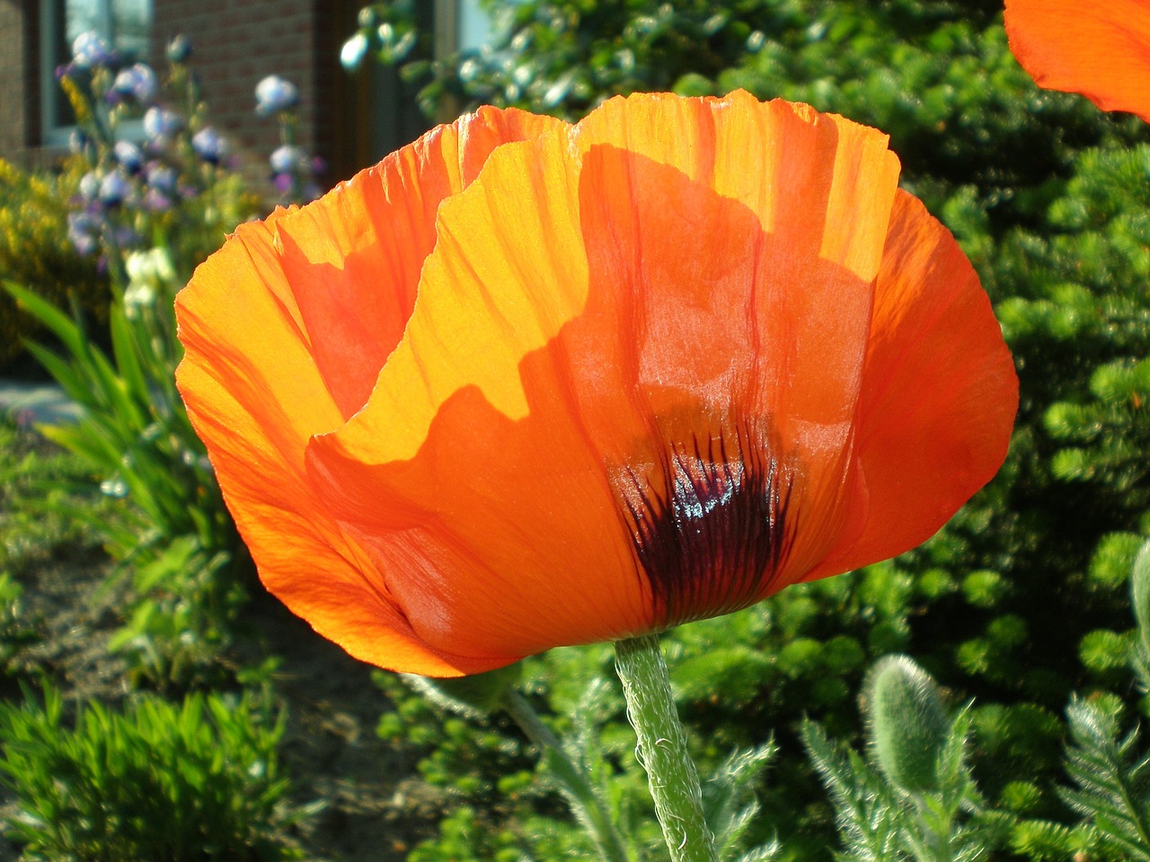 klatschmohn poppy red free photo