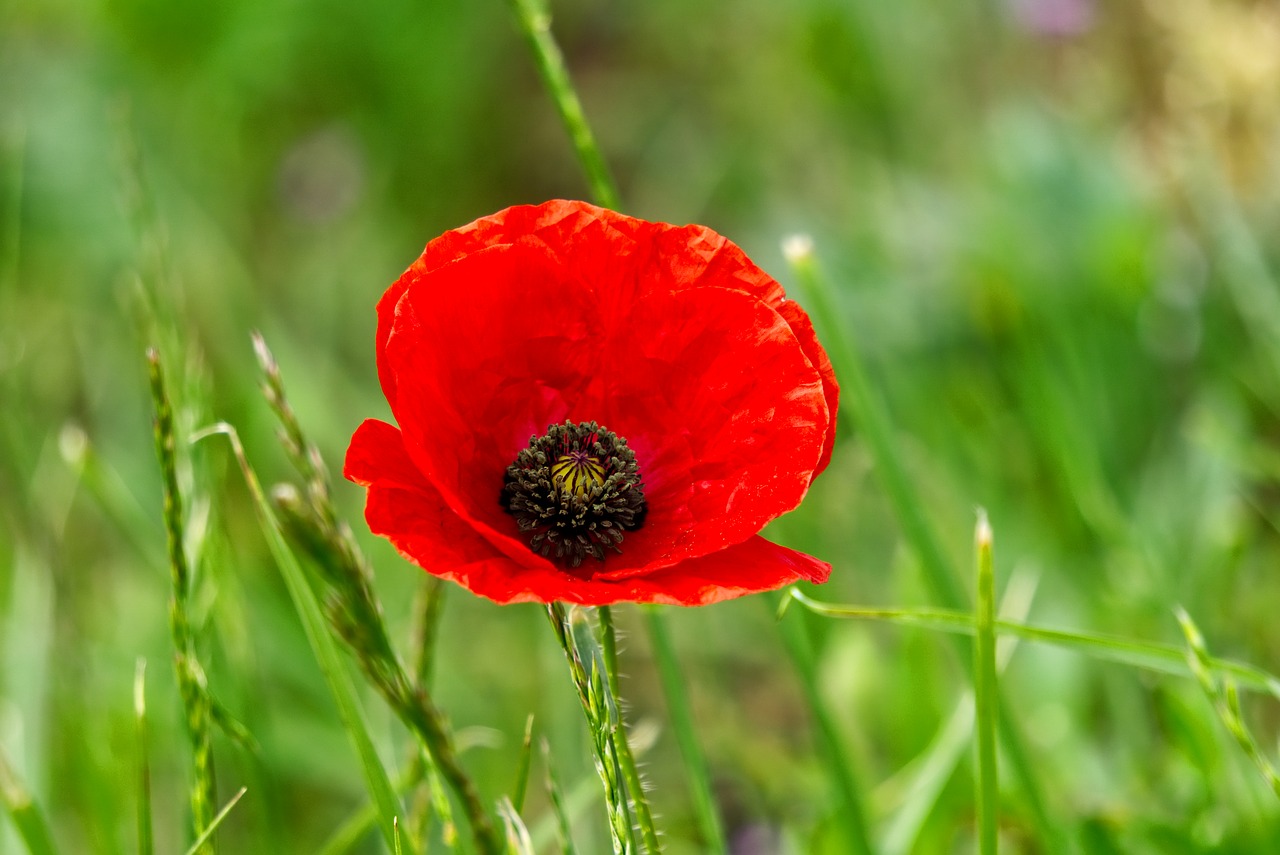 klatschmohn  plant  flower free photo