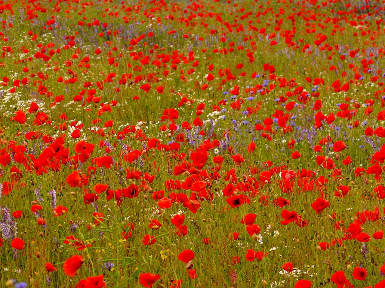 klatschmohn poppy flower meadow free photo