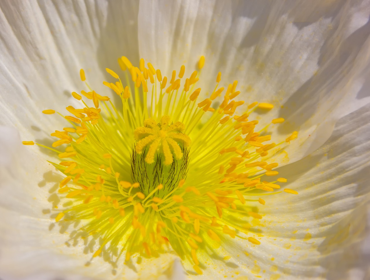 klatschmohn  plant  nature free photo