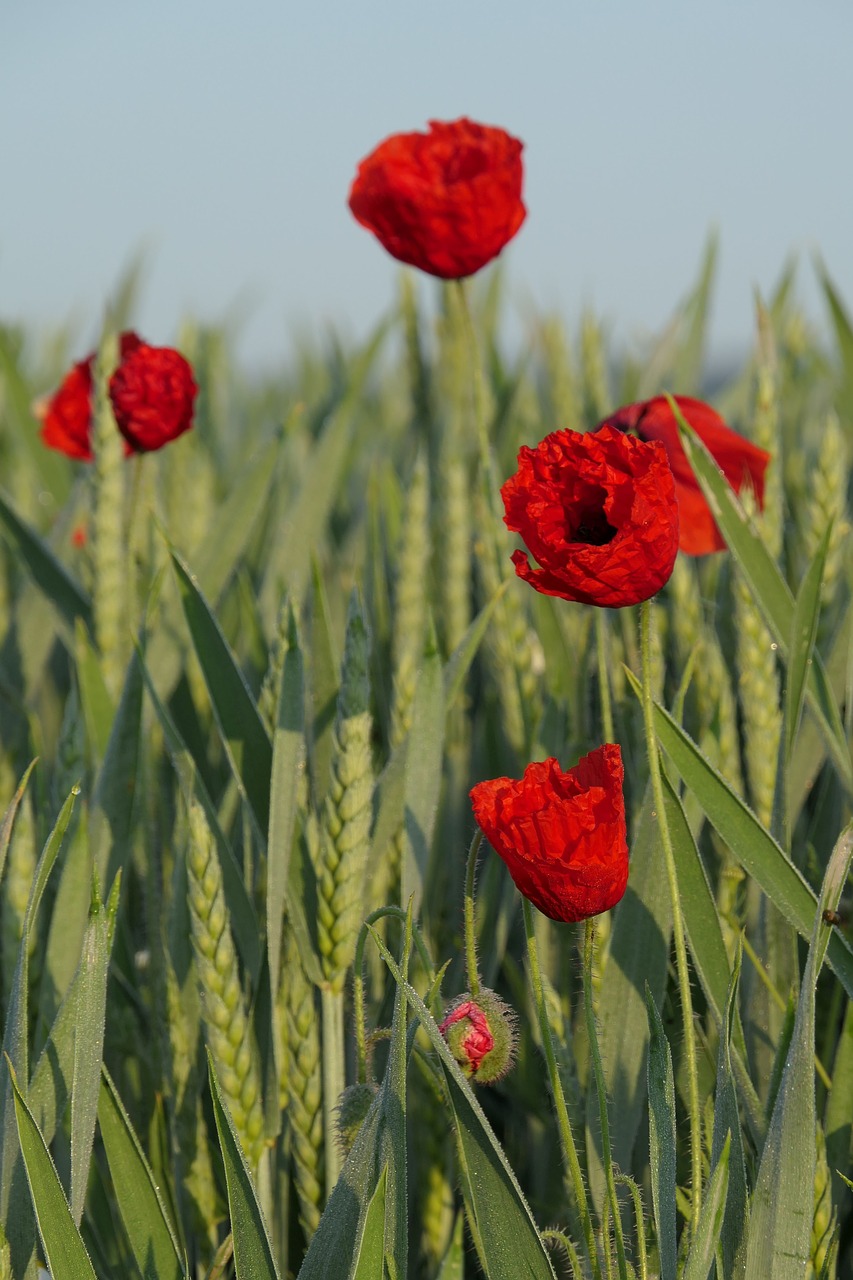 klatschmohn  poppy flower  cornfield free photo