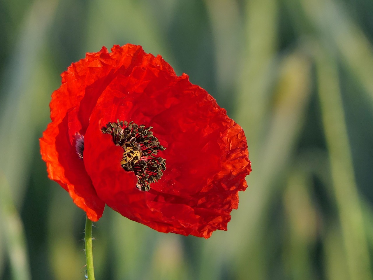 klatschmohn  flower  red free photo