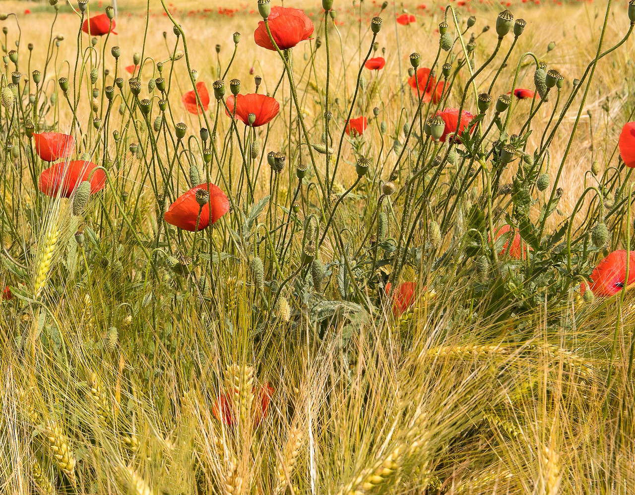 klatschmohn  poppy  poppies free photo