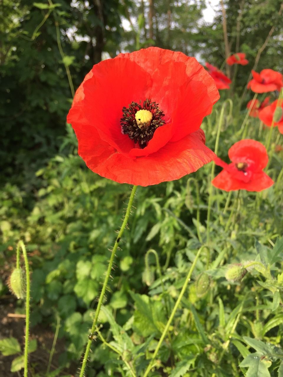 klatschmohn  papaver rhoeas  flowers free photo