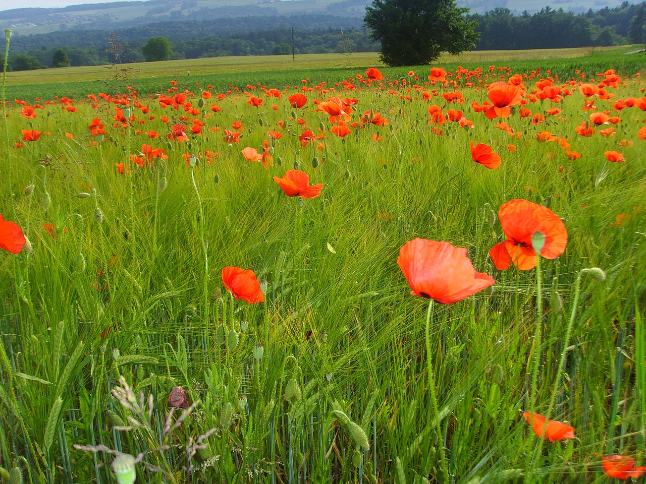 klatschmohn field of poppies poppy free photo