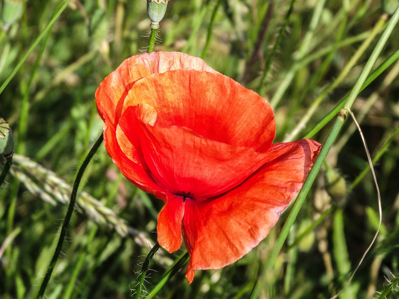 klatschmohn poppy flower free photo