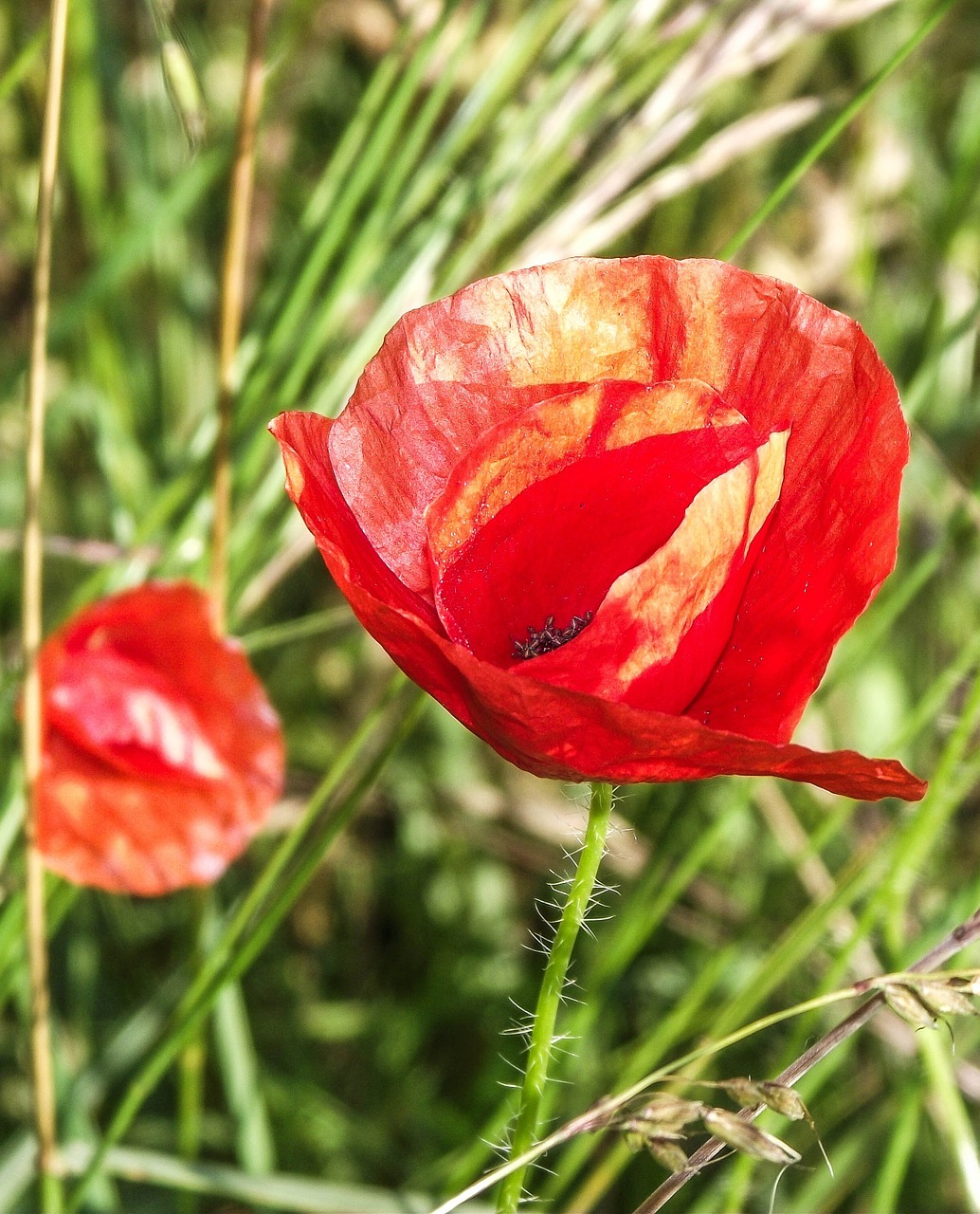 klatschmohn flower poppy free photo