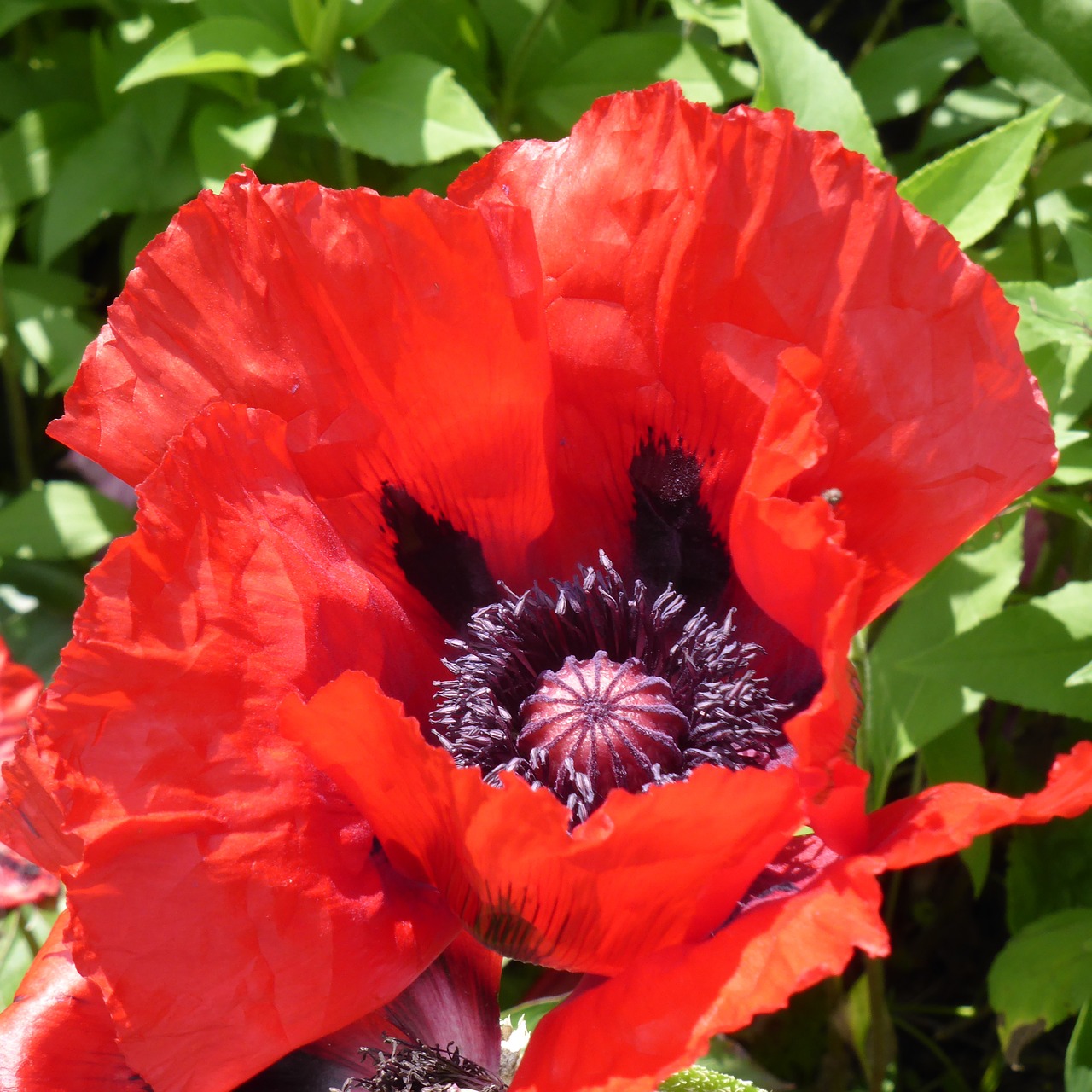 klatschmohn poppy flower free photo