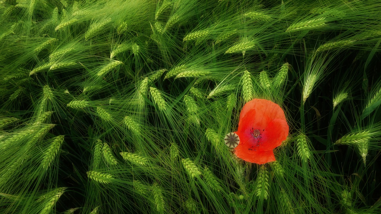 klatschmohn  poppy  poppy flower free photo