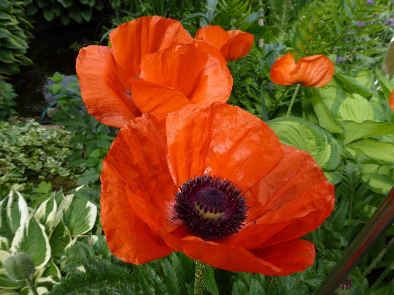 klatschmohn flower blossom free photo