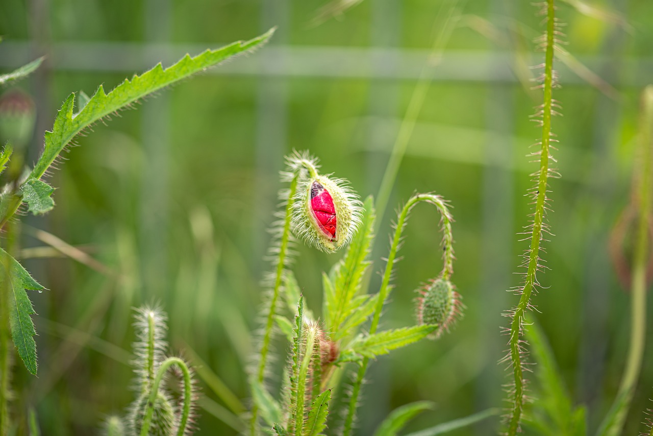 klatschmohn  bud  bokeh free photo