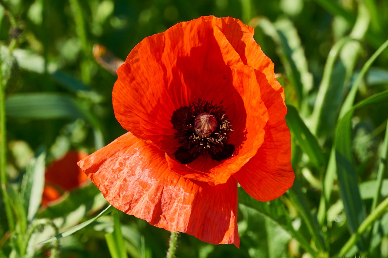 klatschmohn  plant  flower free photo