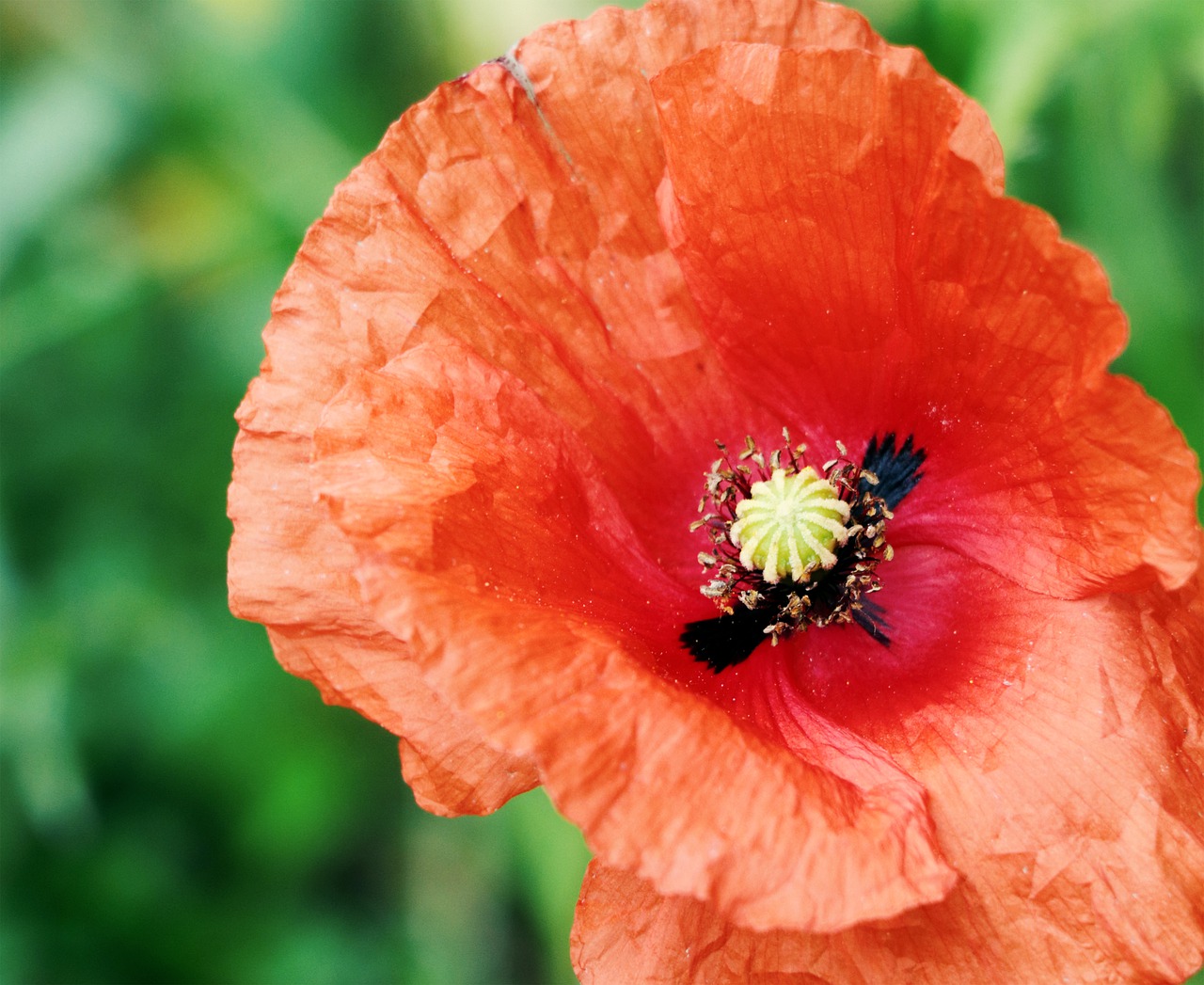 klatschmohn  meadow red  mohngewaechs free photo