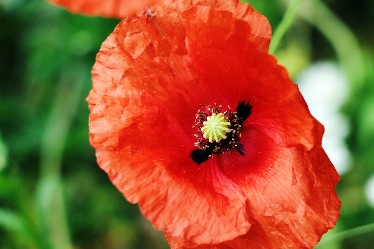 klatschmohn  red  nature free photo