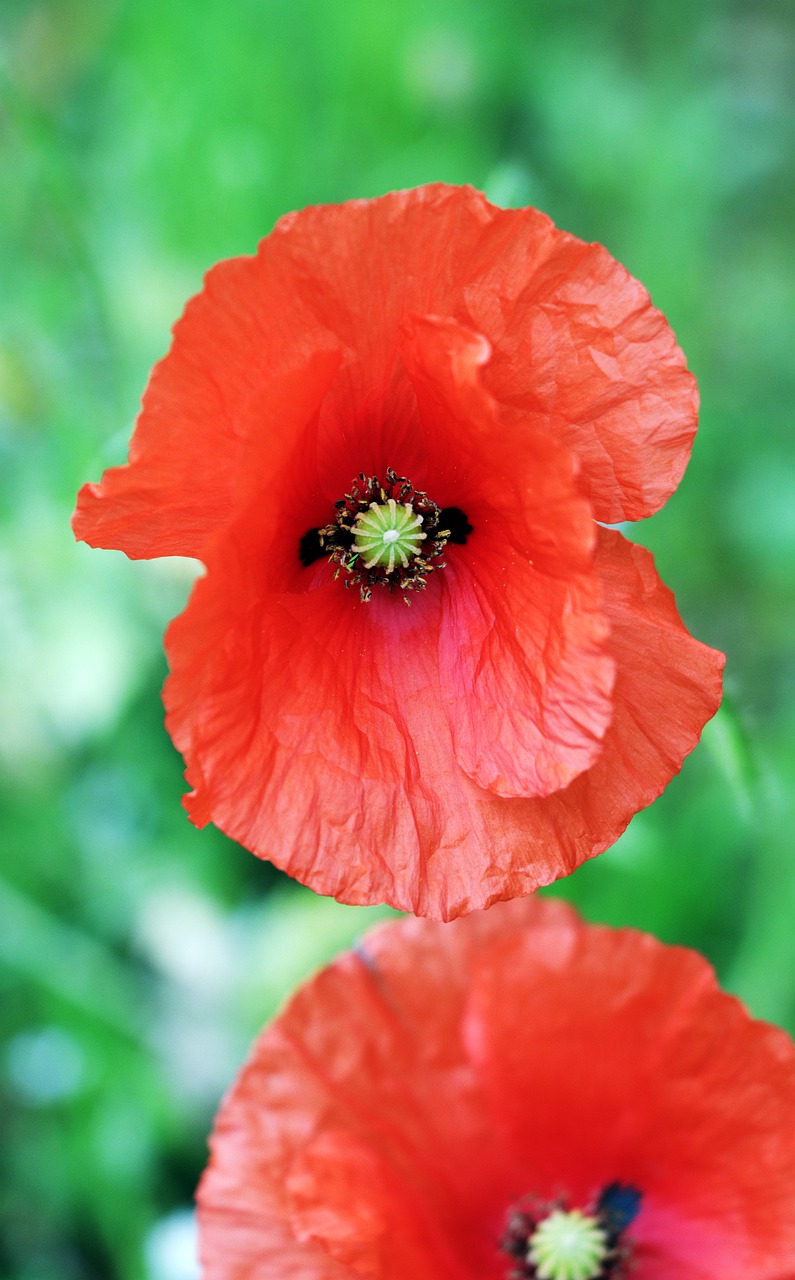 klatschmohn  red  flower free photo