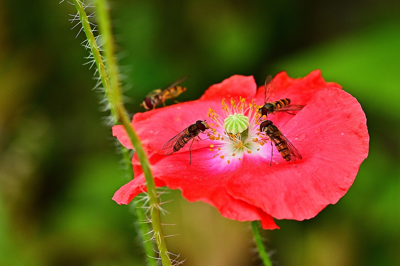 klatschmohn  hoverfly  nature free photo