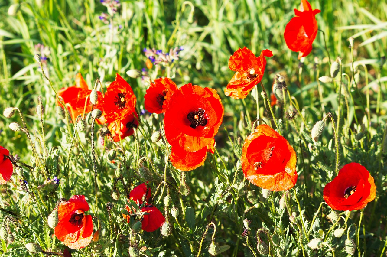 klatschmohn flora nature free photo