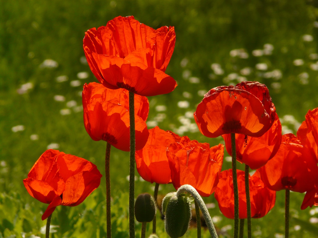 klatschmohn papaver rhoeas flower free photo