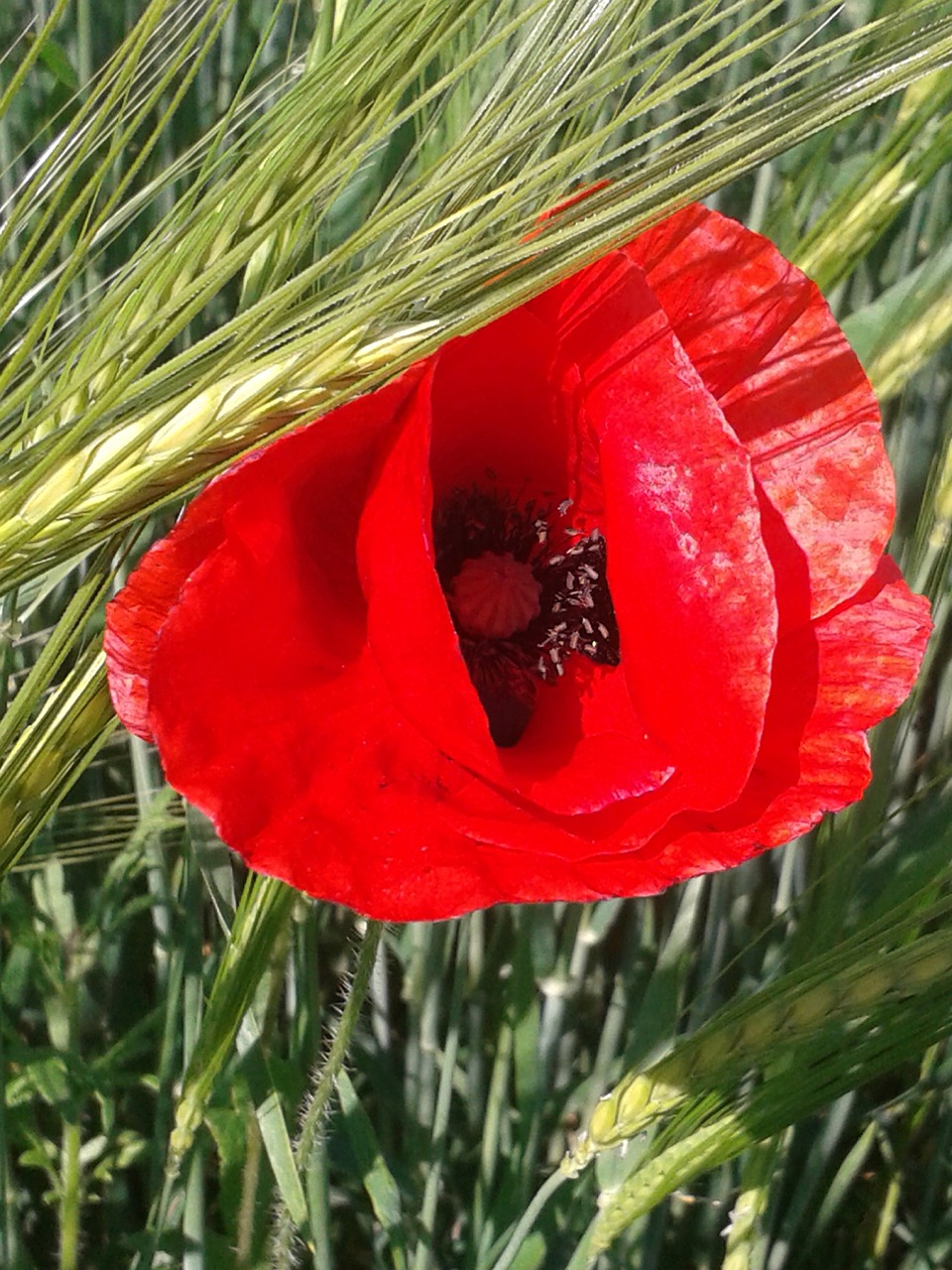 klatschmohn red flower free photo