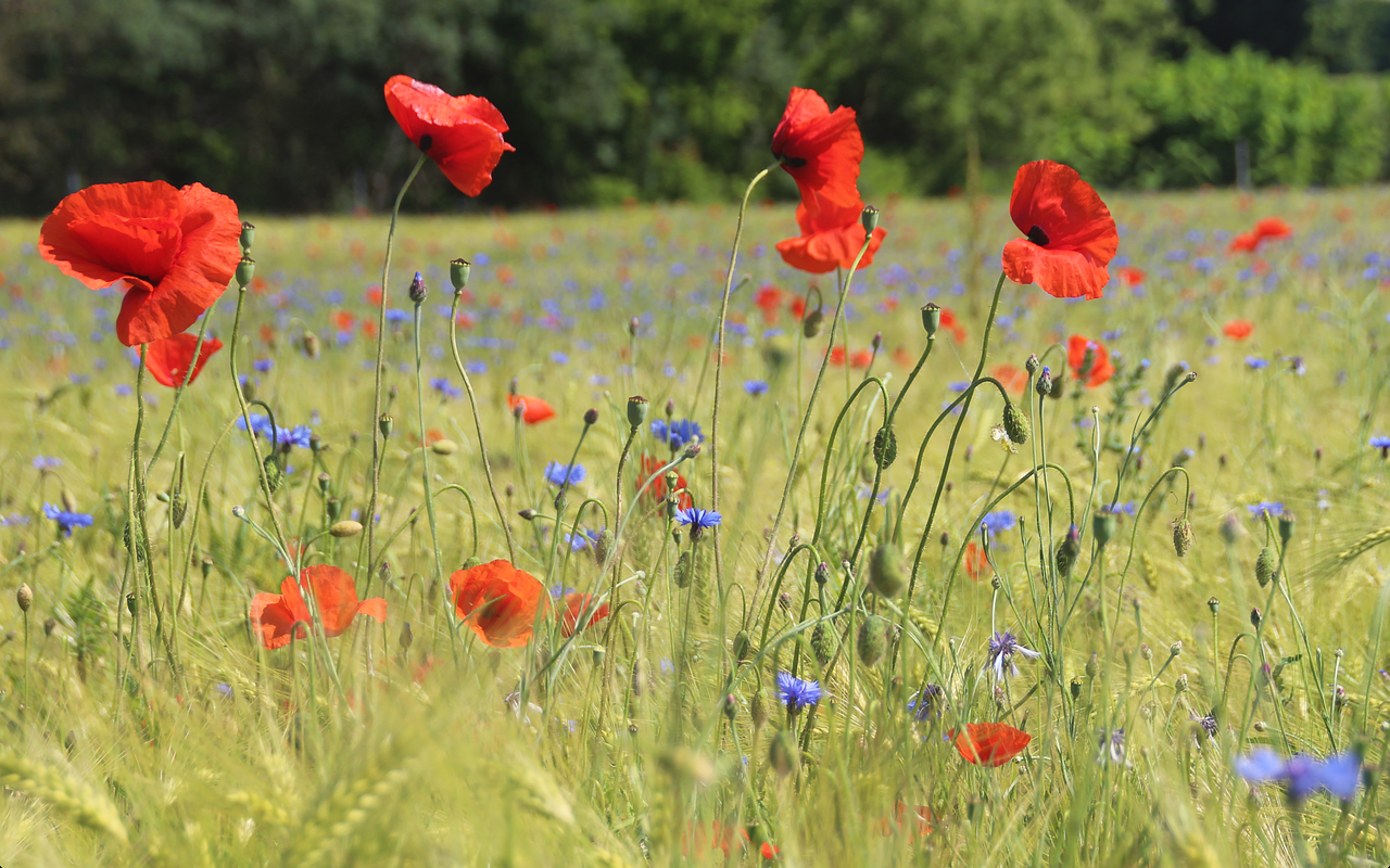 klatschmohn blossom bloom free photo