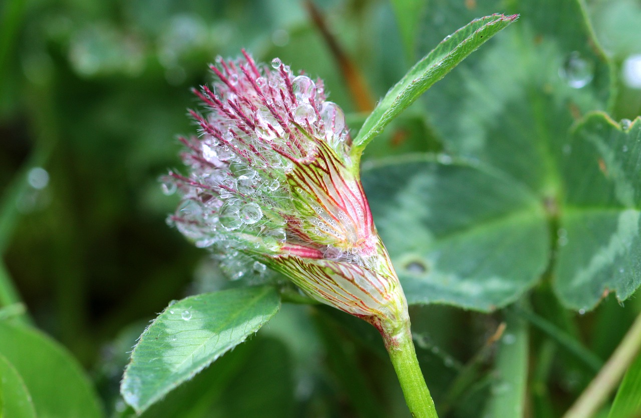 klee trifolium red clover free photo