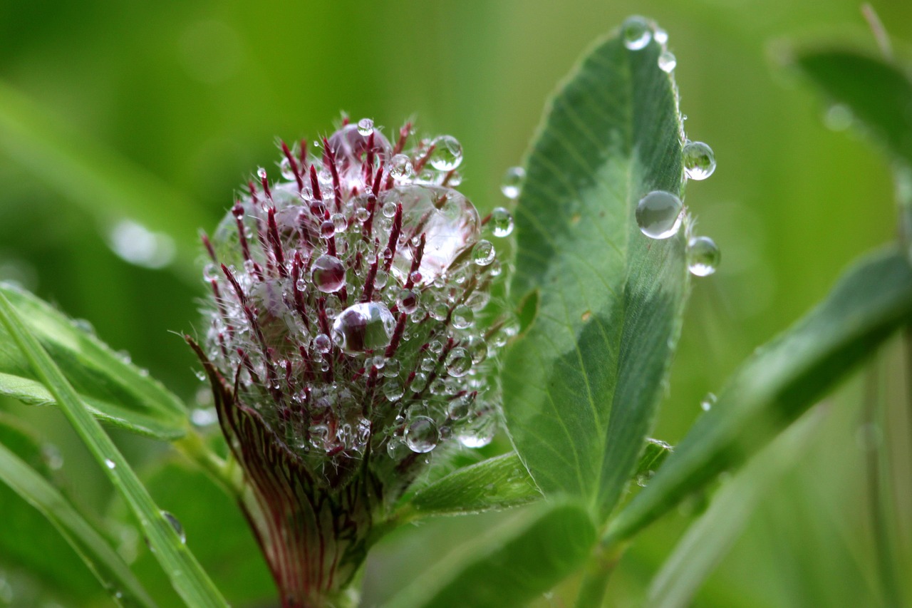 klee trifolium red clover free photo