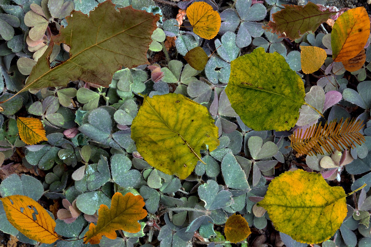 klee shamrocks tree leaves free photo