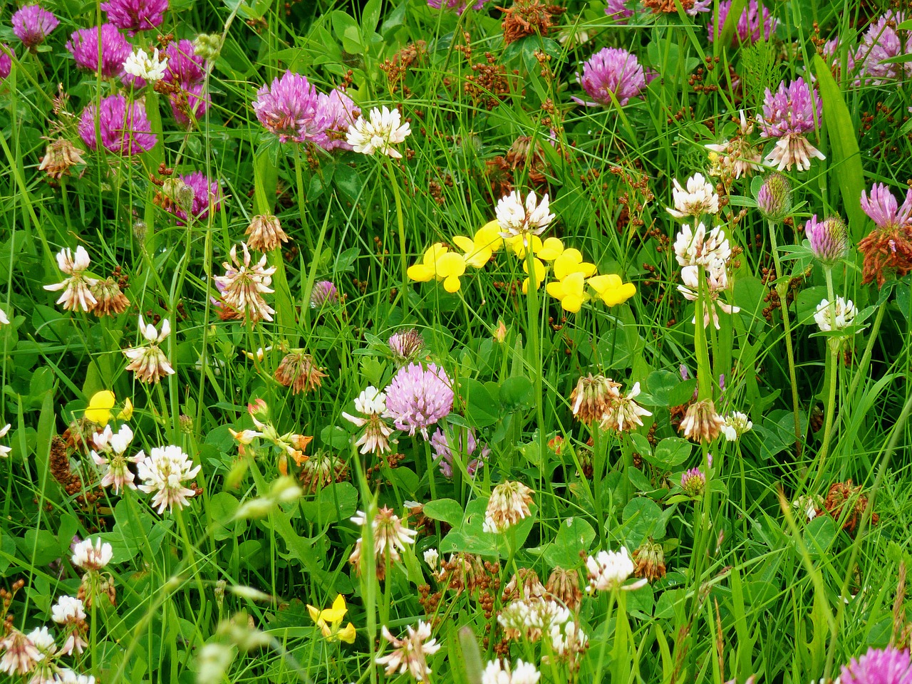 klee clover flower meadow free photo