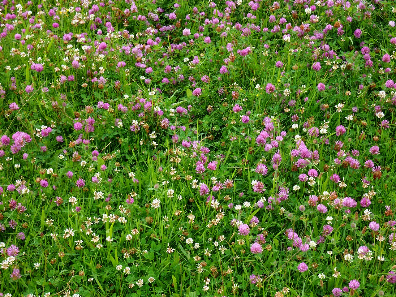 klee clover meadow meadow free photo