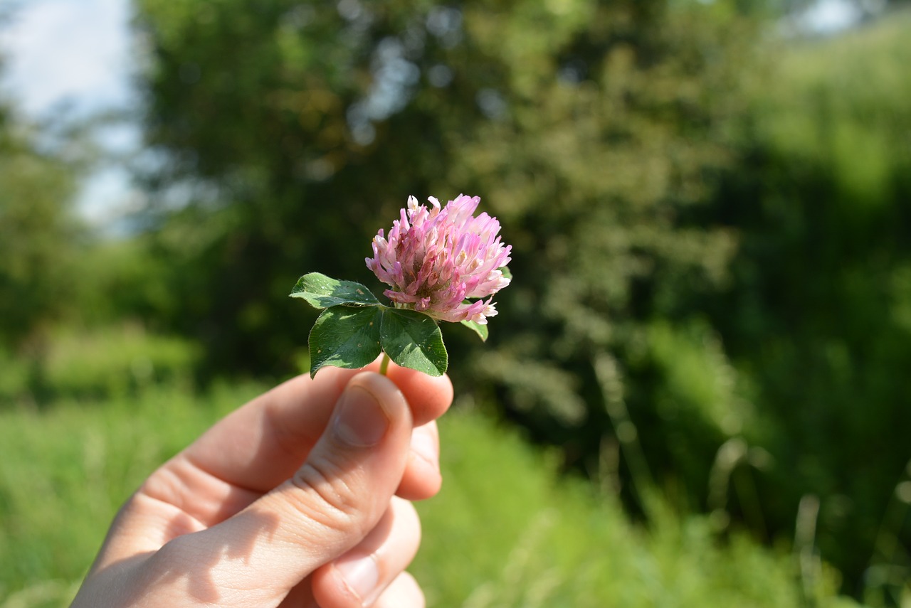 klee clover flower red clover free photo