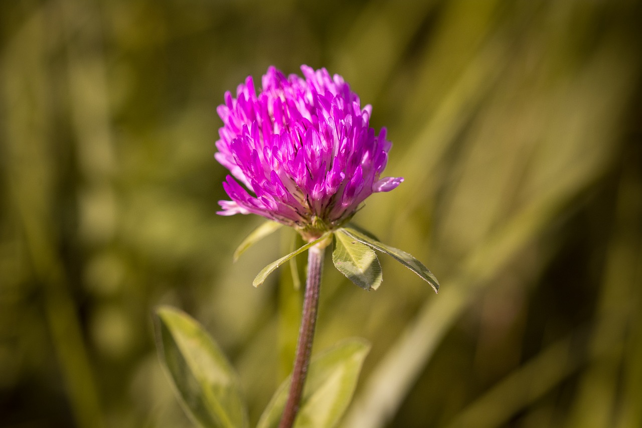 klee blossom bloom free photo