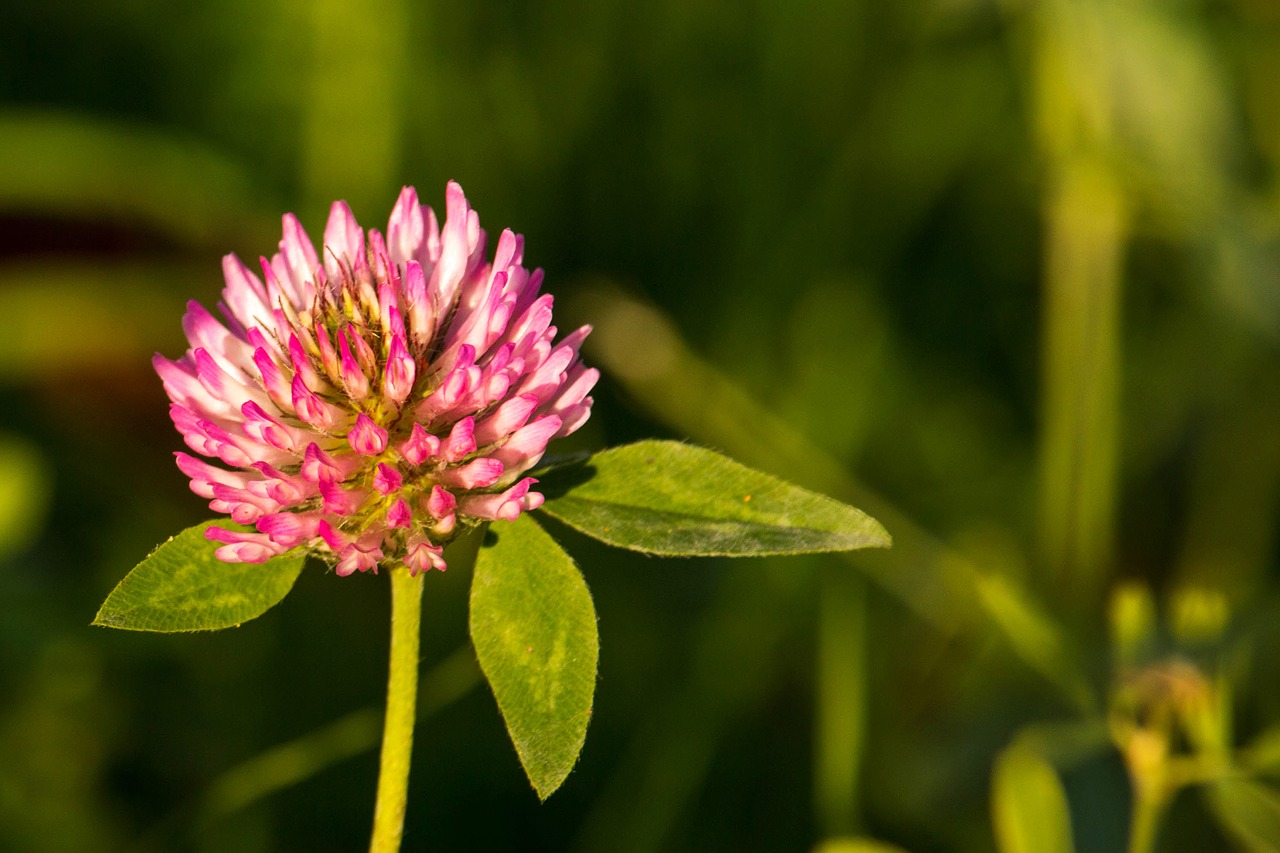 klee pink red clover free photo