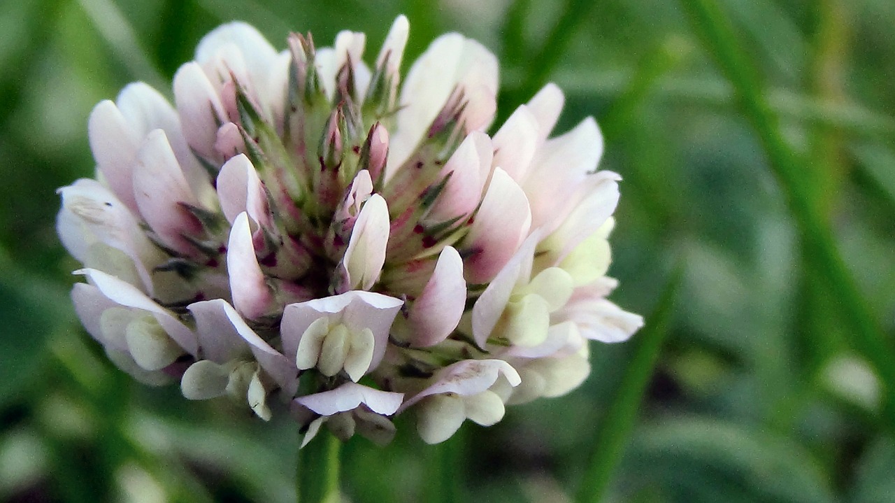 klee white clover red clover free photo