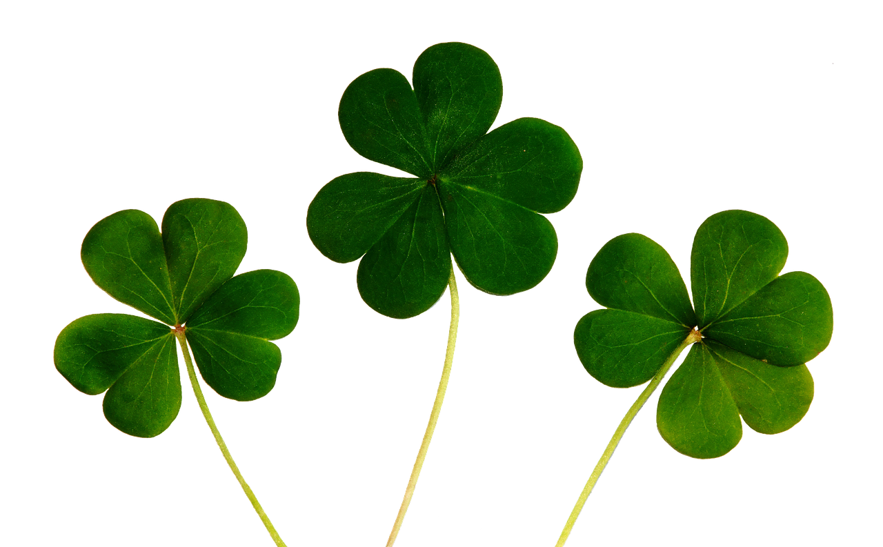 klee four leaf clover luck free photo