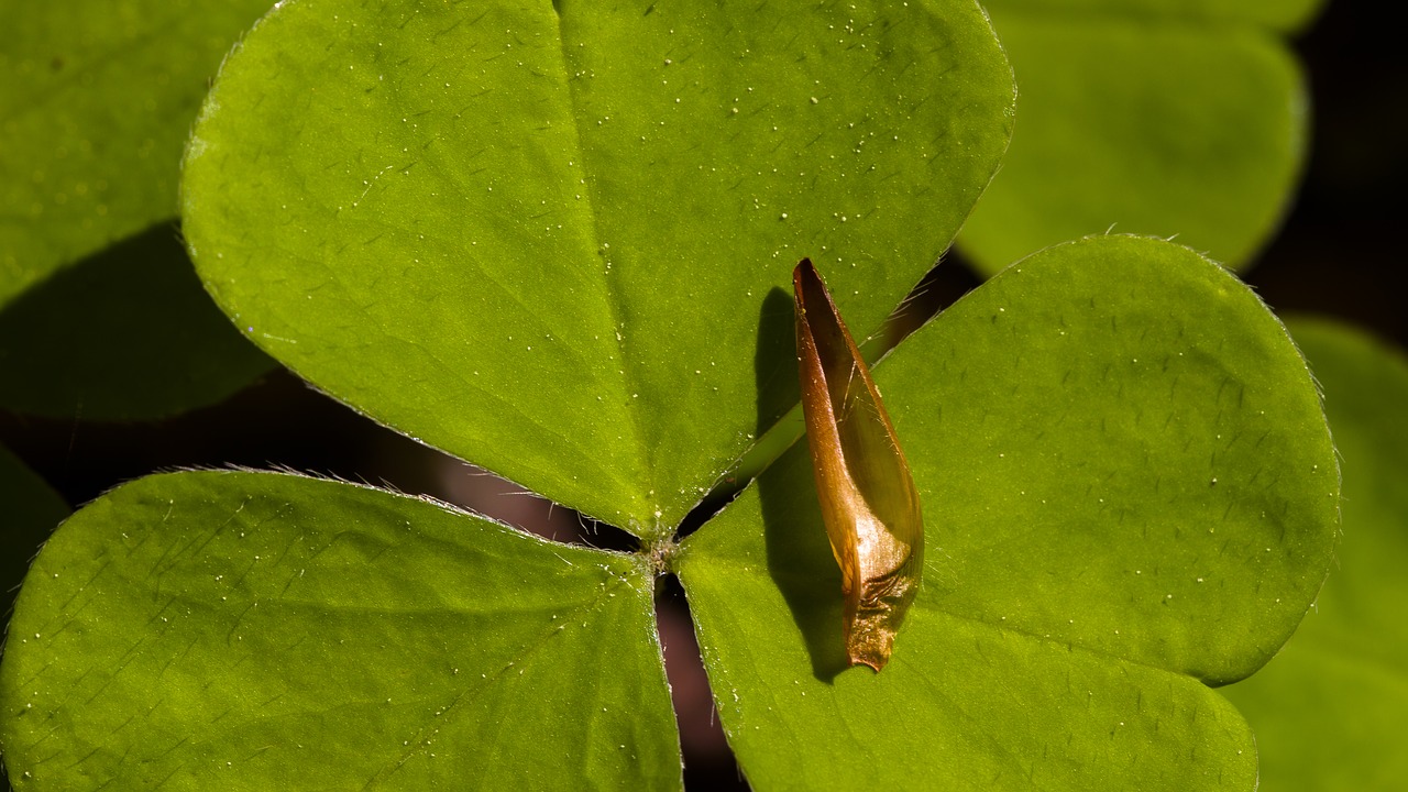 klee sorrel forest free photo