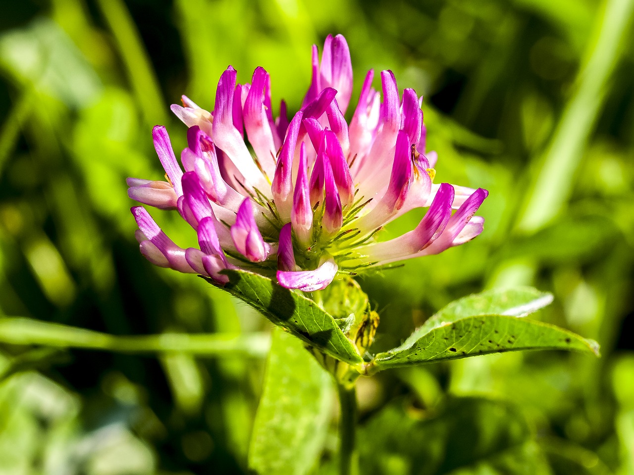 klee red clover plant free photo
