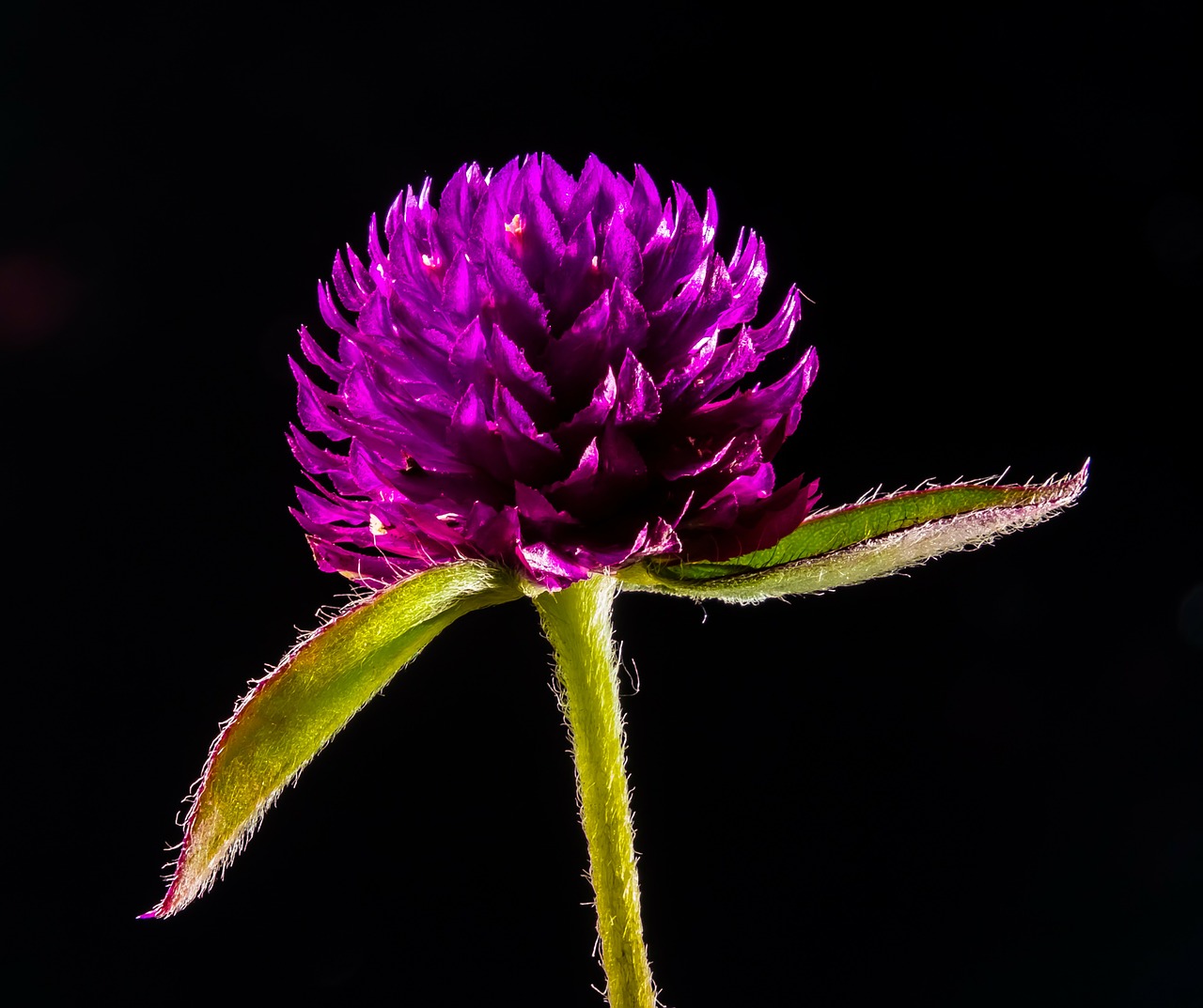 klee small wild flower wild plant free photo