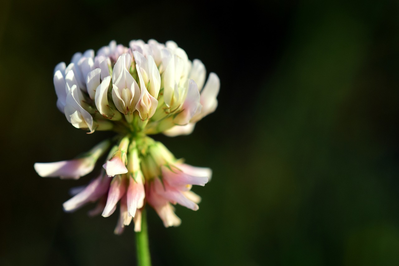 klee white clover blossom free photo