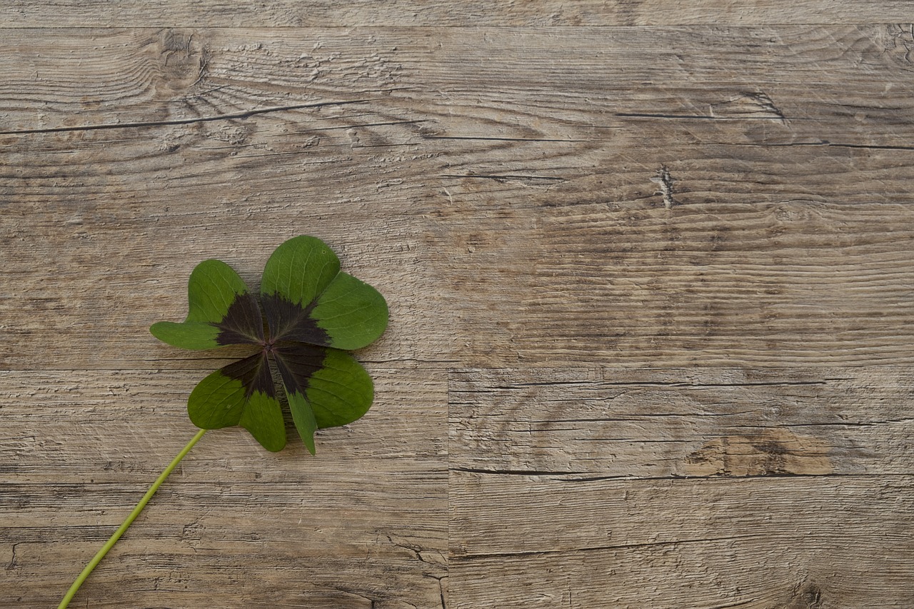 klee lucky clover luck free photo